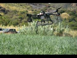 A drone being used to spray onions on a farm in St Thomas.