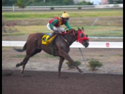 UNCAPTURED EMPRESS, ridden by Omar Walker, wins the Independence Day Stakes Trophy over seven furlongs at Caymanas Park in August.