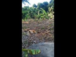 St Thomas resident Odean Grey is convinced that workmen from the Jamaica Public Service damaged his mulberry tree.