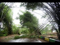 A section of Holland Bamboo felt the force of Hurricane Beryl on Wednesday.