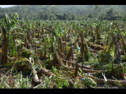 Banana fields took a beating in St Mary during the passage of Hurricane Beryl.