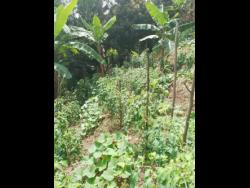 Credit: Contributed A section of Cobran’s farm in Bangor Ridge, Portland.