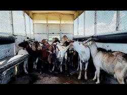 Credit: Via JCF Forty stolen goats were recovered by the Clarendon police during an operation along the Bustamante Highway in May Pen last week.