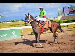 HANSA,  with visiting rider Ismael Velasquez aboard, walks to the winner’s enclosure after capturing the sixth race  over 5-1/2 furlongs at Caymanas Park on Saturday, February 22, 2025.