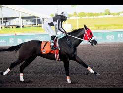 Robert Halledeen stands tall in the saddle as SONOGRAM scores an easy win in the eighth race over five furlongs straight at Caymanas Park on Saturday.