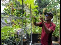 Errol Simmonds’ lush rooftop garden, where crops such as pineapples, yams, callaloo, mint and tomatoes thrive in pots.
