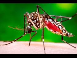 The Aedes aegypti mosquito that transmits dengue.