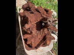 The 100lb yam reaped by Woodlyn Witter in Mandeville, Manchester.