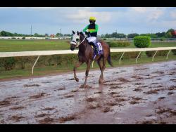 SUPREMASI, with Romario Spencer aboard, being led back to the winners’ enclosure after winning the O & S Tack Room Trophy over eight furlongs at Caymanas Park on Saturday.