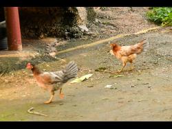 Common fowls stroll easy along Bullet Tree area of St Catherine.