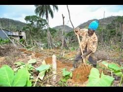 Leroy Blake, a farmer from Whitby district in Williamsfield, Manchester, is beginning to replant his two-acre yam field following the devastation caused by Hurricane Melissa.