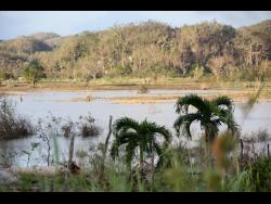 Flooded farmland in Bog Hole, Clarendon.