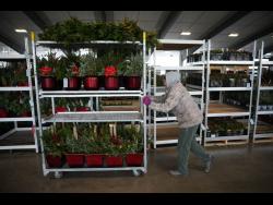 A buyer pushes a cart of holiday decorations at Buffalo Valley Produce Auction, on Thursday in Mifflinburg, Pennsylvania. 