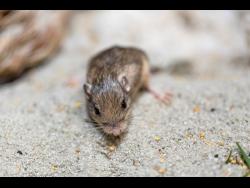 This Jan. 10, 2023, photo provided by the San Diego Zoo Wildlife Alliance shows a Pacific pocket mouse named Sir Patrick Stewart. On Wednesday, Feb. 8, 2023, Stewart received a Guinness World Records title for longevity for being the oldest living mouse in human care at the ripe age of 9 years and 209 days. (Ken Bohn/San Diego Zoo Wildlife Alliance via AP)