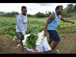 Vendors carry pak choi from a field in Bog Hole, Clarendon.