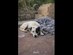 Rocky, a pet dog, was chopped to death in its yard in St Ann.