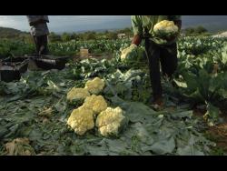 Credit: St Elizabeth farmer Albert Faulknor says his cauliflower crop has largely gone unsold, with market demand failing to materialise.