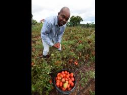 Credit: Ian Allen Farmer Junior Salmon salvages tomatoes from his field after a glut has left him without a market for his produce.