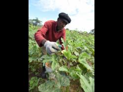 Norbert Morris, St Catherine farmer, harvests okra from his Bushy Park farm.