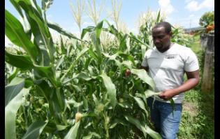 Surveying his agricultural domain, Kern Spencer inspects his corn crops in Santa Cruz, St Elizabeth.