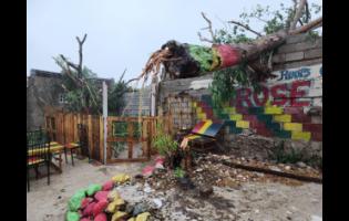 Hurricane Beryl uprooted this giant tree and deposited onto a wall along Wildman Street, Central Kingston, yesterday.