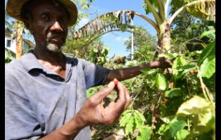 Credit: Photos by Ian Allen/Photographer Christopher Wright, a 72-year-old farmer in Scotts Run district, Hectors River, Portland, shows a coffee bean that has ripened and is likely to spoil because he cannot find workers to pick them. Scott says he is willing to increase production on his farm to help boost food production.