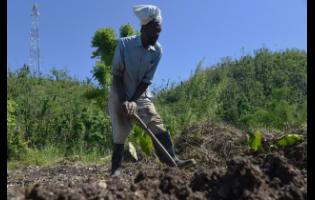 Farmer Norman Spence, who is blind, skillfully tills his farm in the Kilmarnock district in St Elizabeth last Friday. 