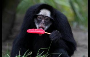 A white-cheeked spider monkey licks a popsicle in the summer heat at the BioParque do Rio in Rio de Janeiro, Brazil, on Tuesday.