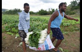 Vendors carry pak choi from a field in Bog Hole, Clarendon.