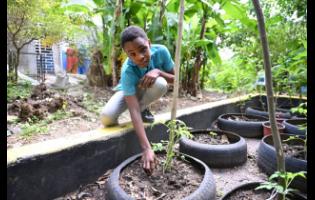Credit: Contributed Grade 8 student Andrae Melbourne tends to a thriving tomato plant at Ena Barclay Academy of Excellence, learning hands-on skills.