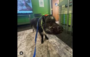 Merlin the Pig has 1.1 million followers on Instagram.