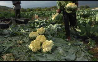St Elizabeth farmer Albert Faulknor says his cauliflower crop has largely gone unsold, with market demand failing to materialise.