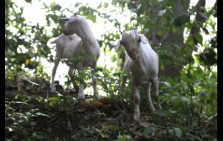 Credit: Nathaniel Stewart