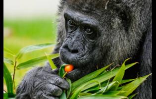 
Fatou munches on cherry tomatoes.