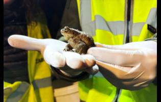 Biologist Krzysztof Klimaszewski holds a common toad during a ‘Frog Patrol’ in Otrebusy, Poland, on March 30.
