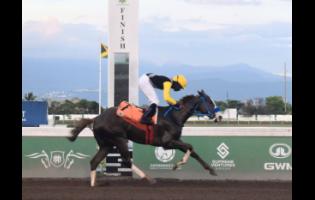 WE JAMMIN, ridden by Omar Walker, wins the Prince Consort Stakes over seven furlongs at Caymanas Park on Saturday.