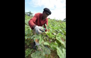 Norbert Morris, St Catherine farmer, harvests okra from his Bushy Park farm.