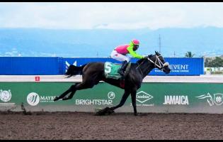 SENOR BISCOTTI, ridden by  Tajay Suckoo, wins the Anybet 12th Anniversary Trophy over 6 1/2 furlongs at Caymanas Park yesterday.