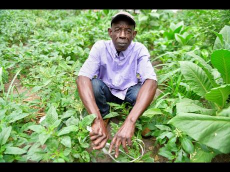 Carl Smith, known as John Wayne, in his house-side callaloo farm located at Greenwich Road, St Andrew.									             Gladstone Taylor
