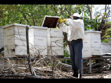 Geoffery McKoy, the overseer for an apiary owned by the Greater Brown’s Town Community Development Council  in Franklin Town, Kingston.