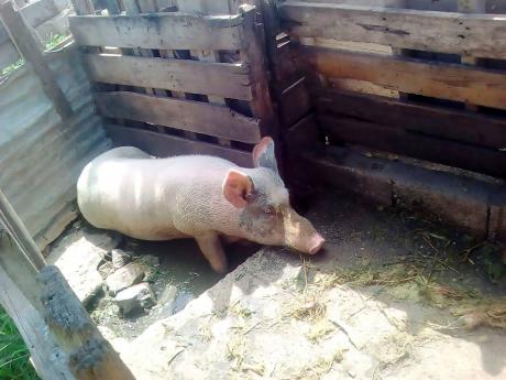 Credit: Contributed One of the pigs in Bailey’s sty.