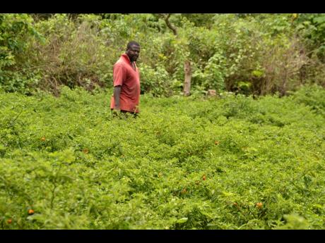 Jacob Donaldson on his hot pepper farm in Belmont, Clarendon.