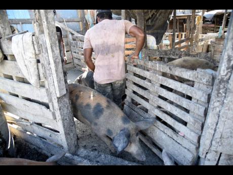 Young Farmers tend to their pigs in Riverton City.