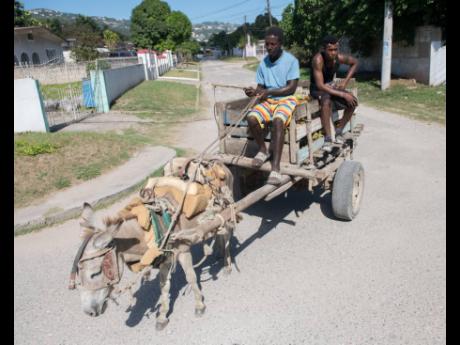 Credit: Gladstone Taylor Junior Terrelonge (left) and Neil Powell sell coconuts from a donkey cart in St Andrew on Sunday.