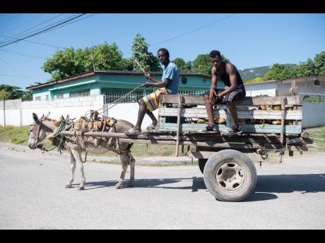 Credit: Gladstone Taylor Dadz, the donkey, has been doing this job for the past eight years.