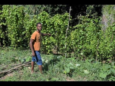 Credit: Errol Crosby