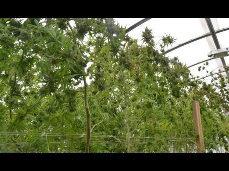 Jamaica has entered the medicinal marijuana industry with several players being granted licences to cultivate weed.