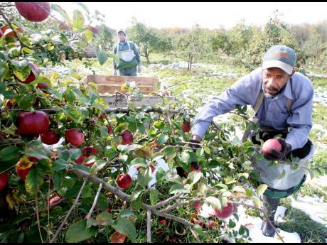 Credit: File In this 2011 photo,Jamaican farm workers, Ron Granville Bent (left) and Peter Elvy, pick York apples in an orchard west of Winchester, Virginia in the USA.