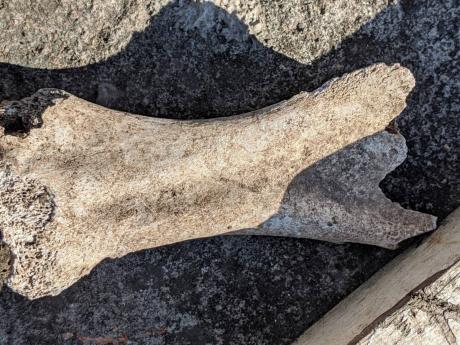 One of the bones the woman found in her backyard.