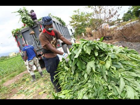 Workmen at Justice Farm package callaloo for distribution yesterday.